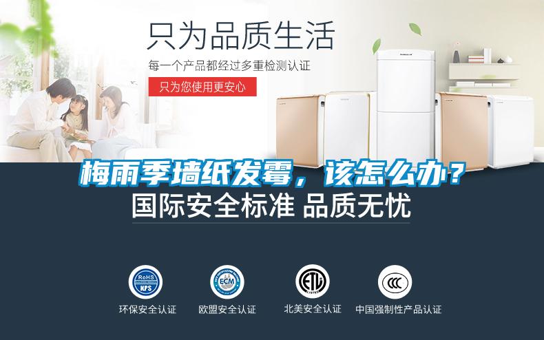 梅雨季牆紙發黴，該怎麽辦？