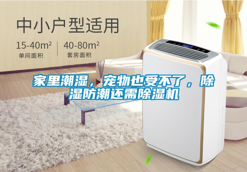家裏潮濕，寵物也受不了，除濕防潮還需麻豆视频免费看
