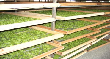 茶葉烘幹處理激情麻豆视频